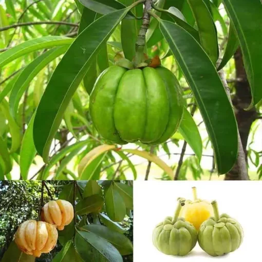 Organic Garcinia Cambogia 500mg * 100 Caps – Metabolic & Wellness Support - Image 5