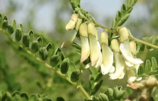 Organic Astragalus Root Flower